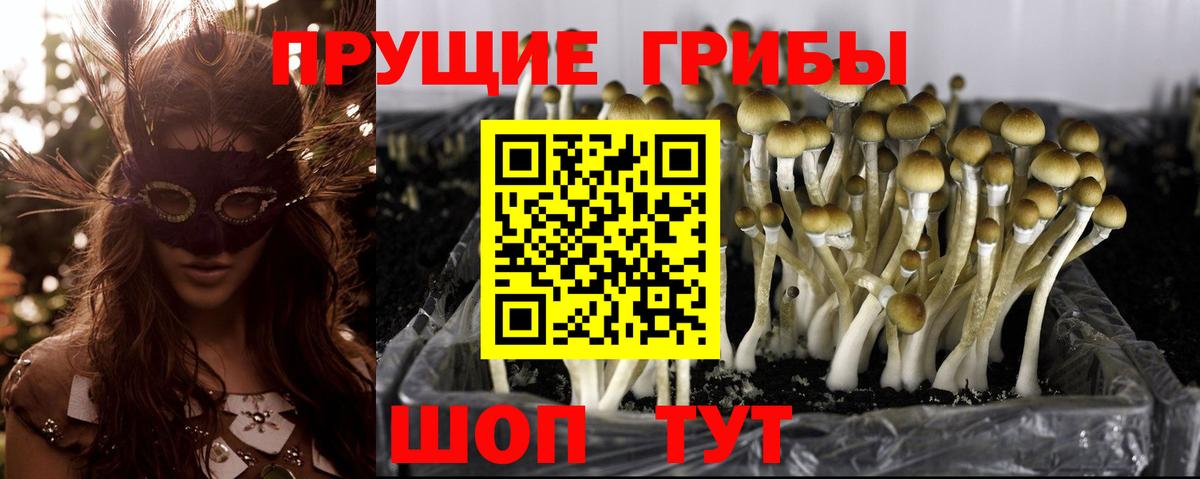 Краснокаменск  Псилоцибиновые грибы Psilocybine cubensis  Вход с VPN 